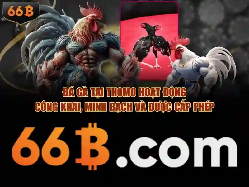 66b là gì?